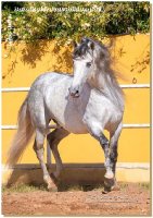 "Armas Geranio" - diesen 10jähriger gekörter PRE Hengst darf ich nun mein Eigen nennen! Ihn habe ich schon lange bewundert, er war das privat Pferd einer langjährigen Freundin, welche von Spanien zurück nach D gezogen ist. Die Welt ist klein - er stand im Stall, in dem auch bereits mein geliebter Rebeco war und meine liebe Freundin und Trauzeugin Anne ihre Pferde hat. 